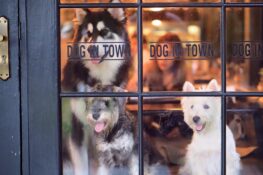 8 คาเฟ่สัตว์เลี้ยงที่มนุษย์อย่างเราไปแล้วไม่อยากกลับ