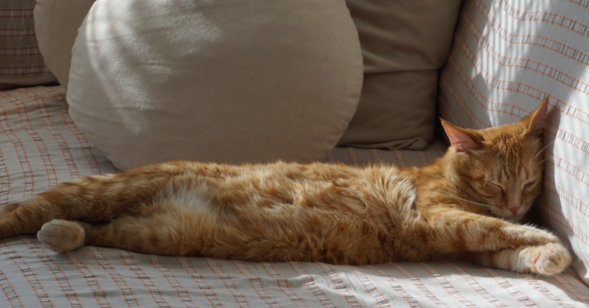 ถ้าเธออารมณ์ดี ๆ จะคอยมาร้องเหมียว ๆ ทั้งวัน: ชวนส่อง 8 สายพันธุ์ แมวเลี้ยงในบ้านยอดนิยม พร้อมค่าตัวน้อง ๆ ที่เราอยากยอมจ่าย