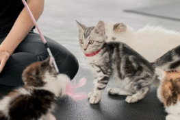 Furapy Yoga สตูดิโอโยคะลูกแมวแห่งแรกของกรุงเทพฯ​ ที่ให้เหล่าทาสมาผ่อนคลาย ฮีลใจกับแก๊งค์แมวเหมียว