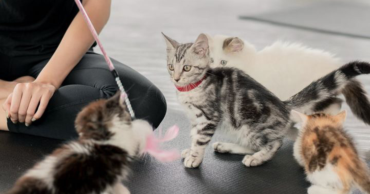 Furapy Yoga สตูดิโอโยคะลูกแมวแห่งแรกของกรุงเทพฯ​ ที่ให้เหล่าทาสมาผ่อนคลาย ฮีลใจกับแก๊งค์แมวเหมียว