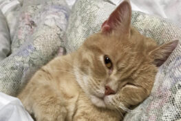 เรียวกังญี่ปุ่น My Cat Yugawara เปิดห้องพักพร้อมบริการ ‘ทดลองเลี้ยงแมว’