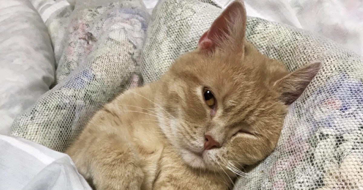 เรียวกังญี่ปุ่น My Cat Yugawara เปิดห้องพักพร้อมบริการ ‘ทดลองเลี้ยงแมว’