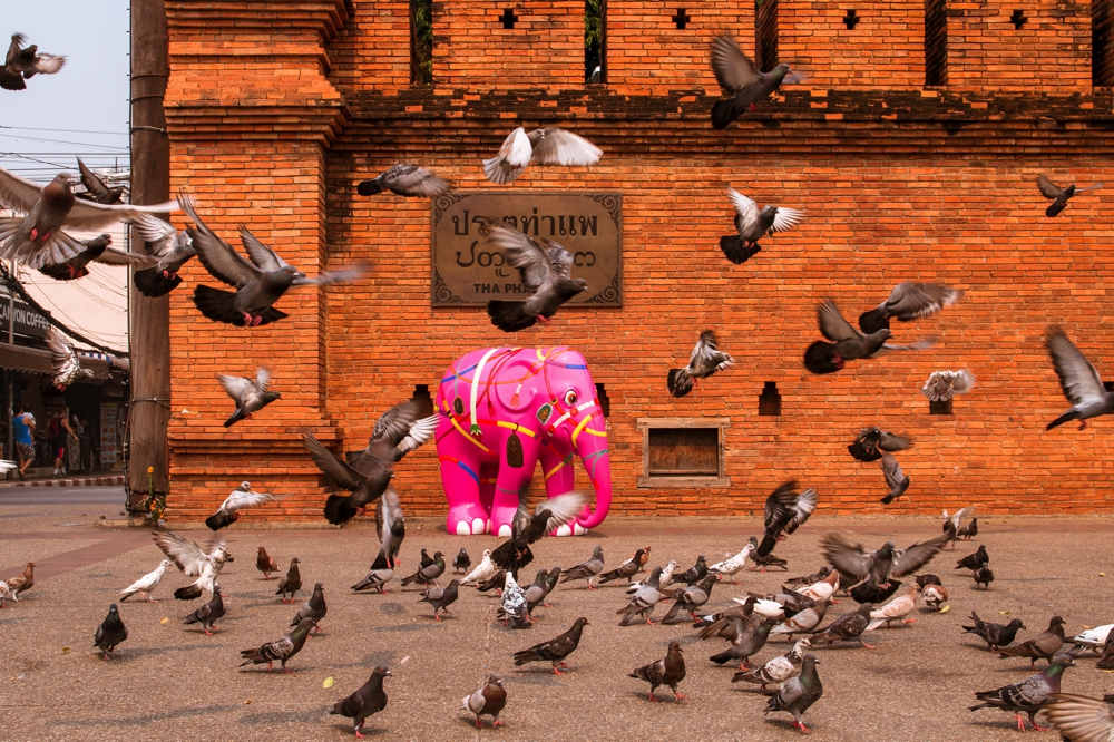 กองทัพช้างบุกเชียงใหม่กับงานศิลปะ Elephant Parade เดือนธ.ค.นี้