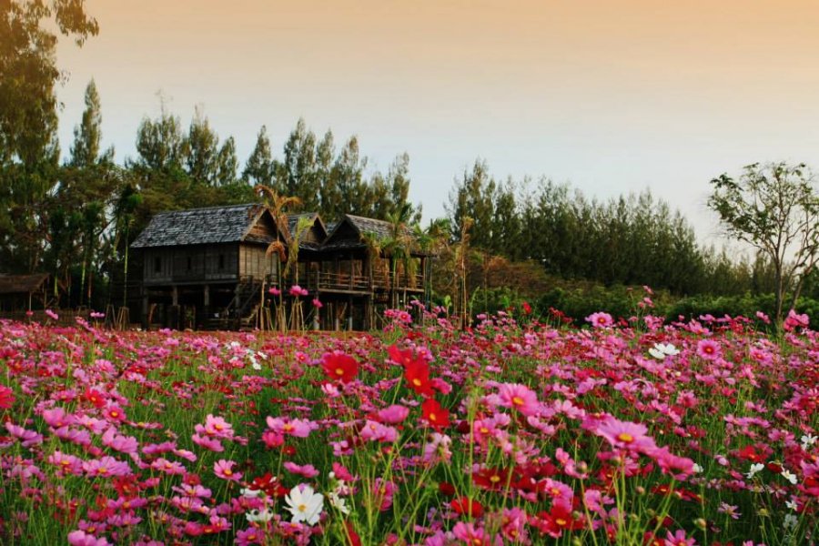 ตีตั๋วไปเที่ยวรับลมหนาวปลายปีที่ฟาร์มจิม ทอมป์สัน