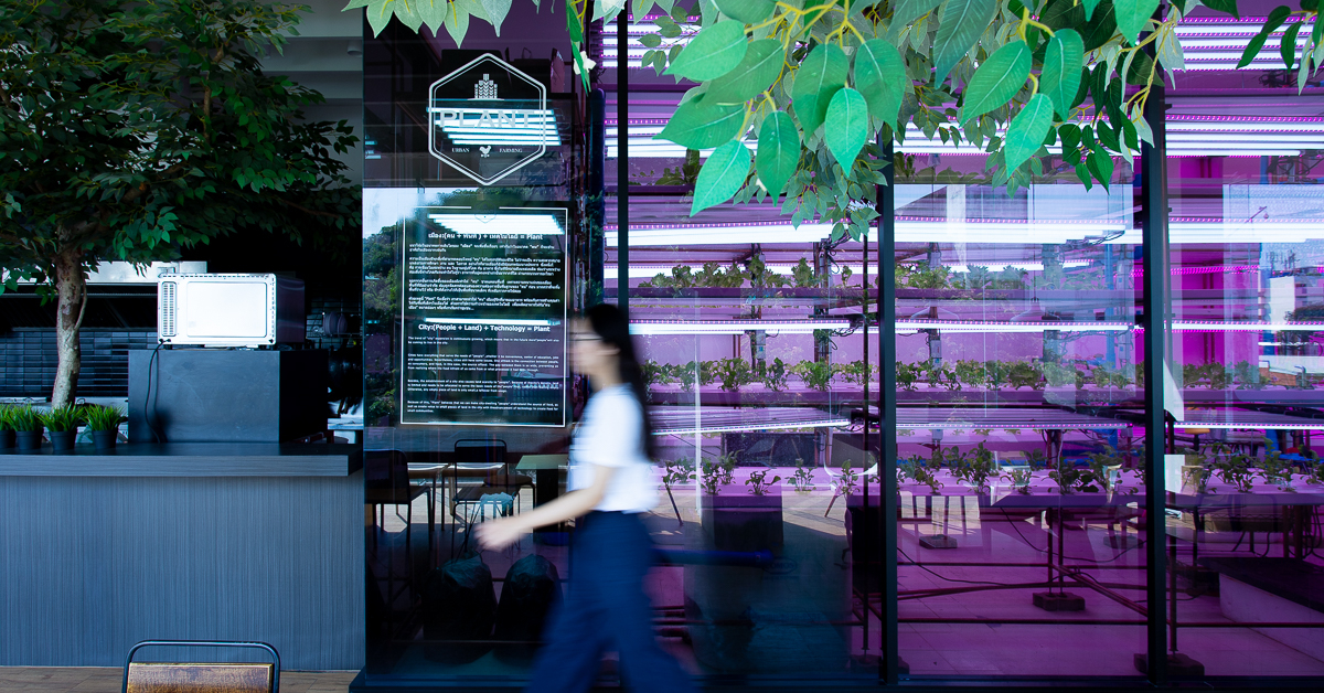 Plant Urban Farming ฟาร์มผักไฮโดรโปนิกส์ที่ชวนคนเมืองมาปลูกเอง ปรุงเอง กินเอง