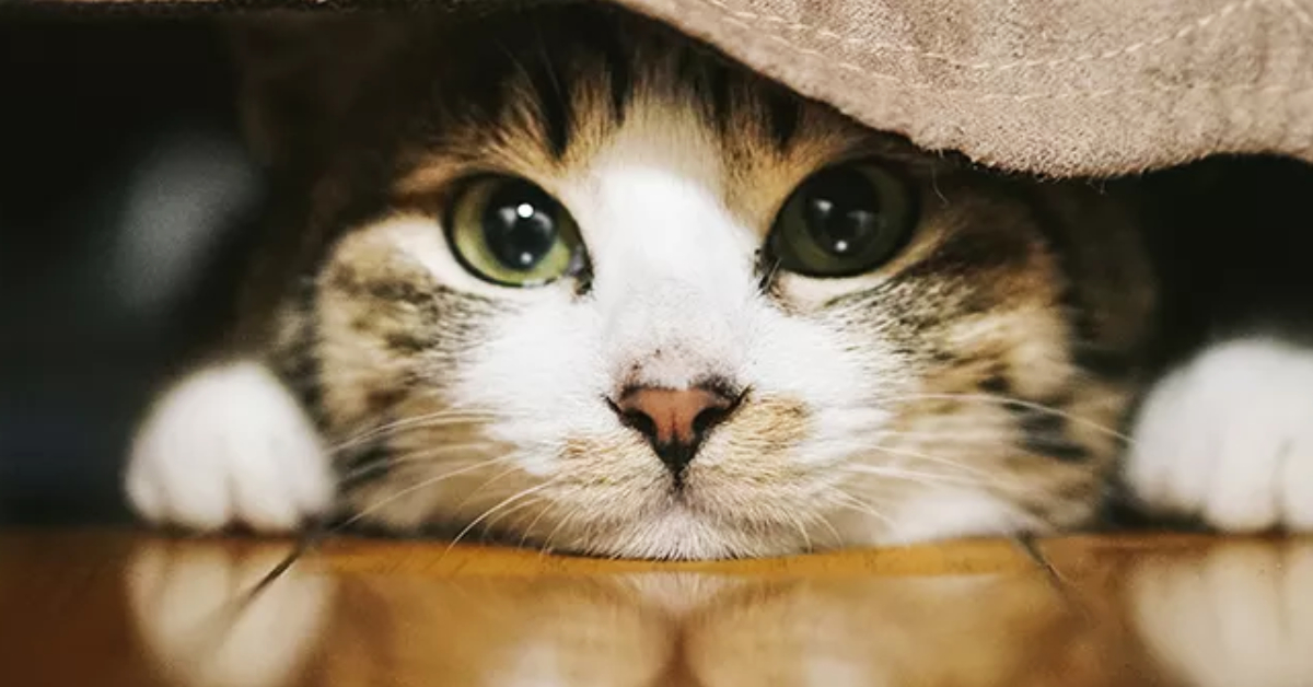 บ้าน งาน แมว: Sanchaco อาคารมัลติฟังก์ชันในญี่ปุ่น ที่รวม Co-living, Co-working Space และศูนย์อุปถัมภ์แมวไว้ในที่เดียว