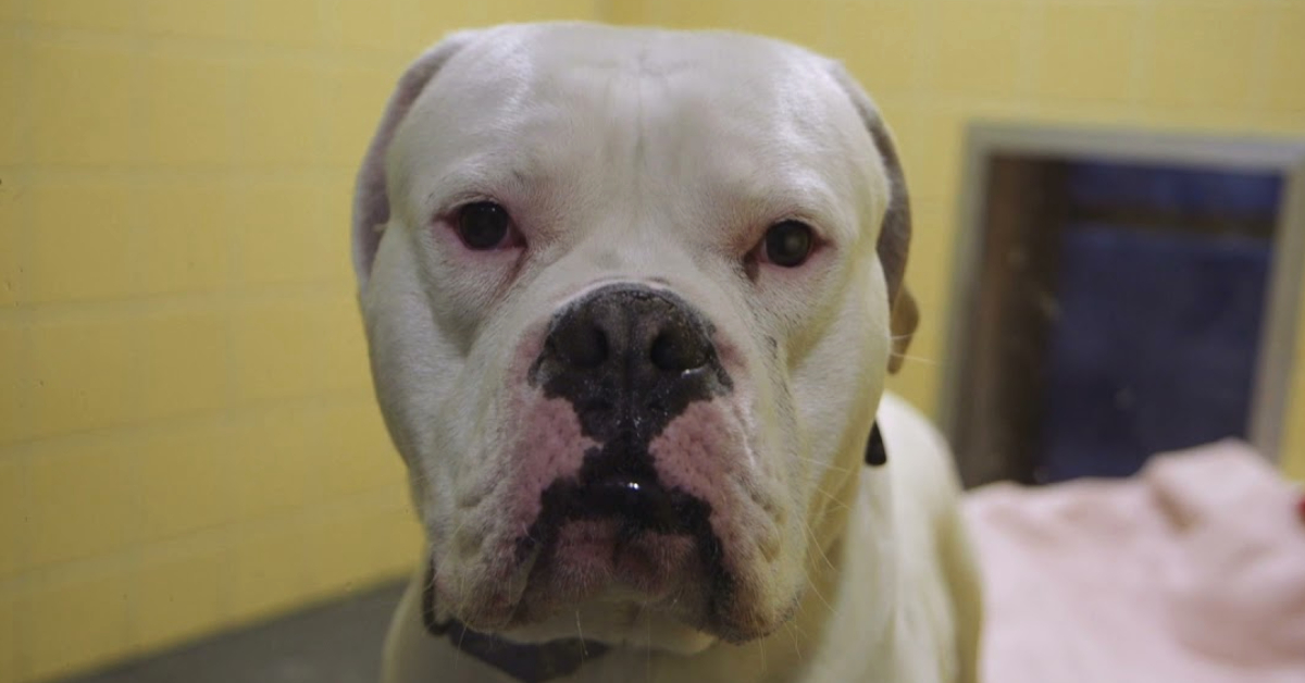 เกิดขึ้น พักพิง และดับไป: ชวนดู Sheltered สารคดีสำรวจชีวิตและความตายของเหล่าสัตว์เลี้ยงที่ไม่มีใครต้องการ ที่จะทำให้คนเราอยากใช้ชีวิตอย่างมีความหมายยิ่งขึ้น