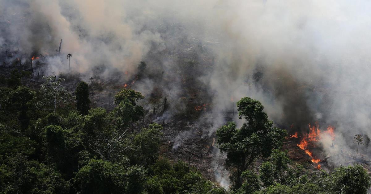 เราทำอะไรได้บ้างนอกจากติดแฮชแท็ก #PrayForAmazonia? 7 ช่องทางบริจาคเพื่อช่วยผืนปอดของโลก