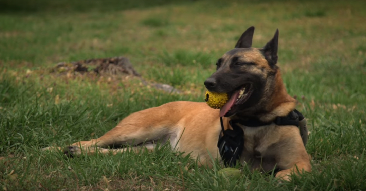 ย้อนดูสารคดี War Dog โดย ‘แชนนิง เททัม’ ว่าด้วยสุนัขสงครามที่ออกรบเคียงข้างมนุษย์